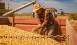 Зерновой совет серьёзно снизил оценку мирового производства сои